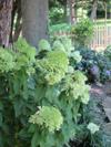 Hydrangea Limelight - shade tolerant shrub