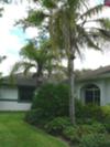 Front Yard Plantings