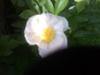 What flower is this - Franklinia alatamaha?