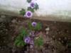 Is this Malva alcea - Hollyhock Mallow?