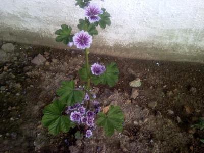 Is this Malva alcea - Hollyhock Mallow?