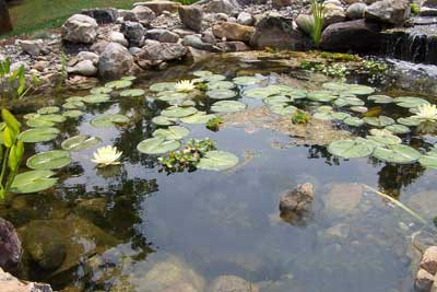 A patio idea is a pons with plants and fish