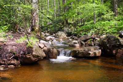 Ponds and water are great in a back yard.