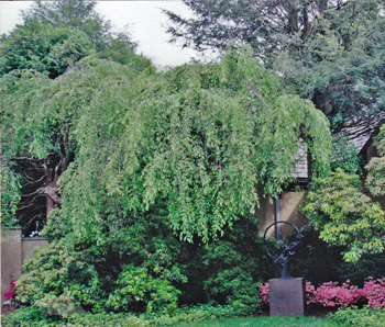 Here is the Cherry tree in leaf.