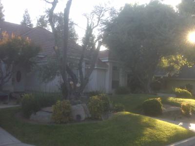 Olive tree and landscape trees