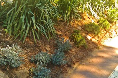 Xeriscape Plants on a Slope