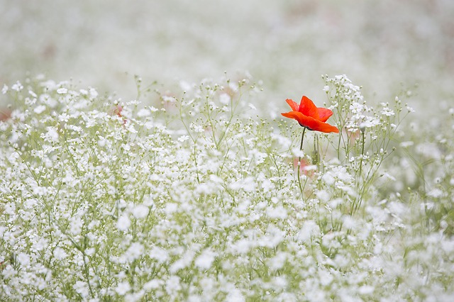 Baby's Breath provides a nice texture with other perennials.