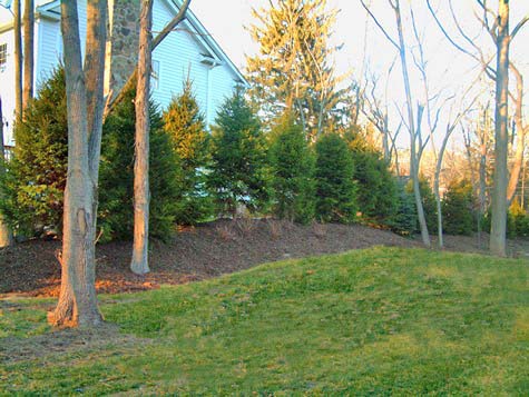 Norway Spruce for screening set on a berm.