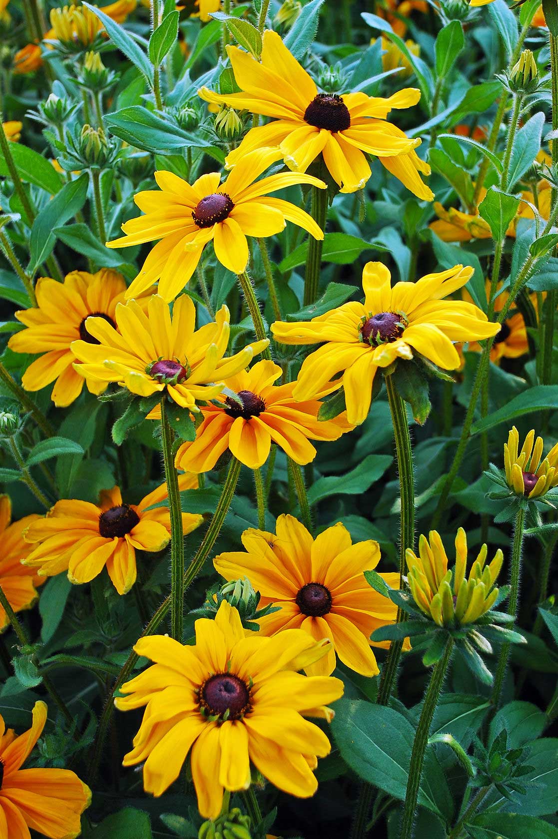 Blackened Susans for perennial fall color.