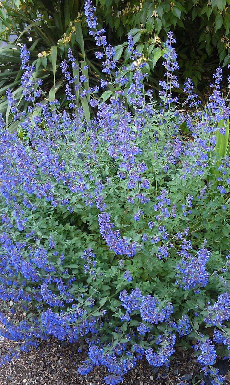 Catmint with its long lasting blue flowers is a winner.