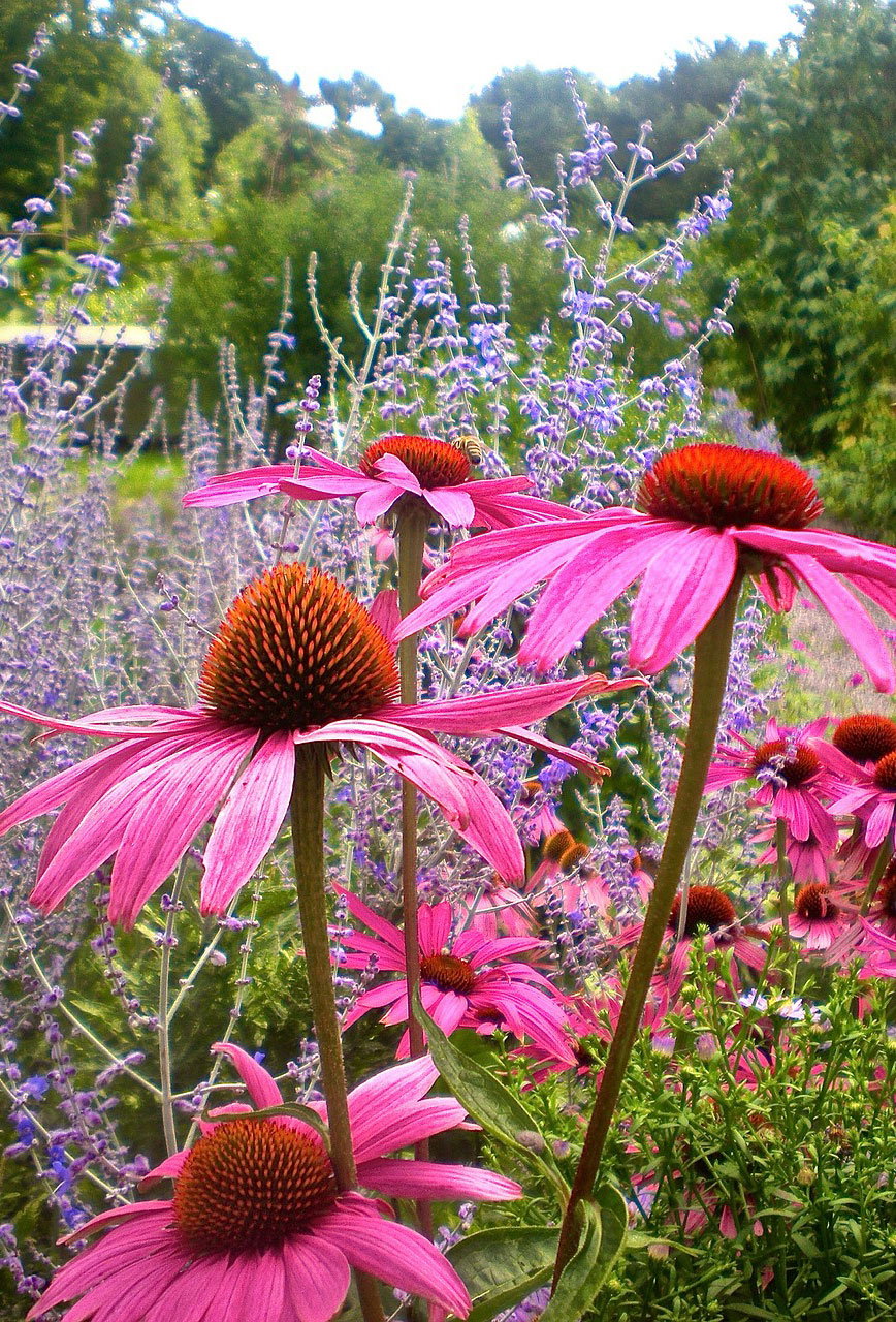 Beautiful Coneflower.