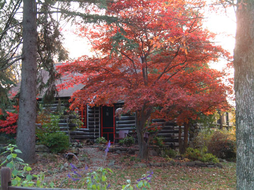 Fall color with Japanese Maples.