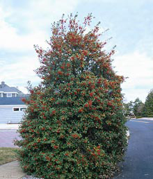 The American Holly is a broad leaf evergreen tree.