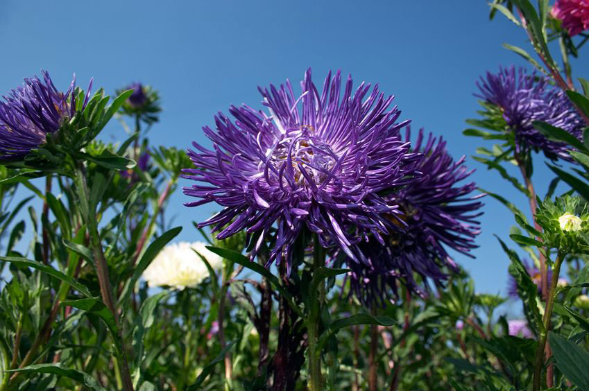 Purple Asters in the fall.