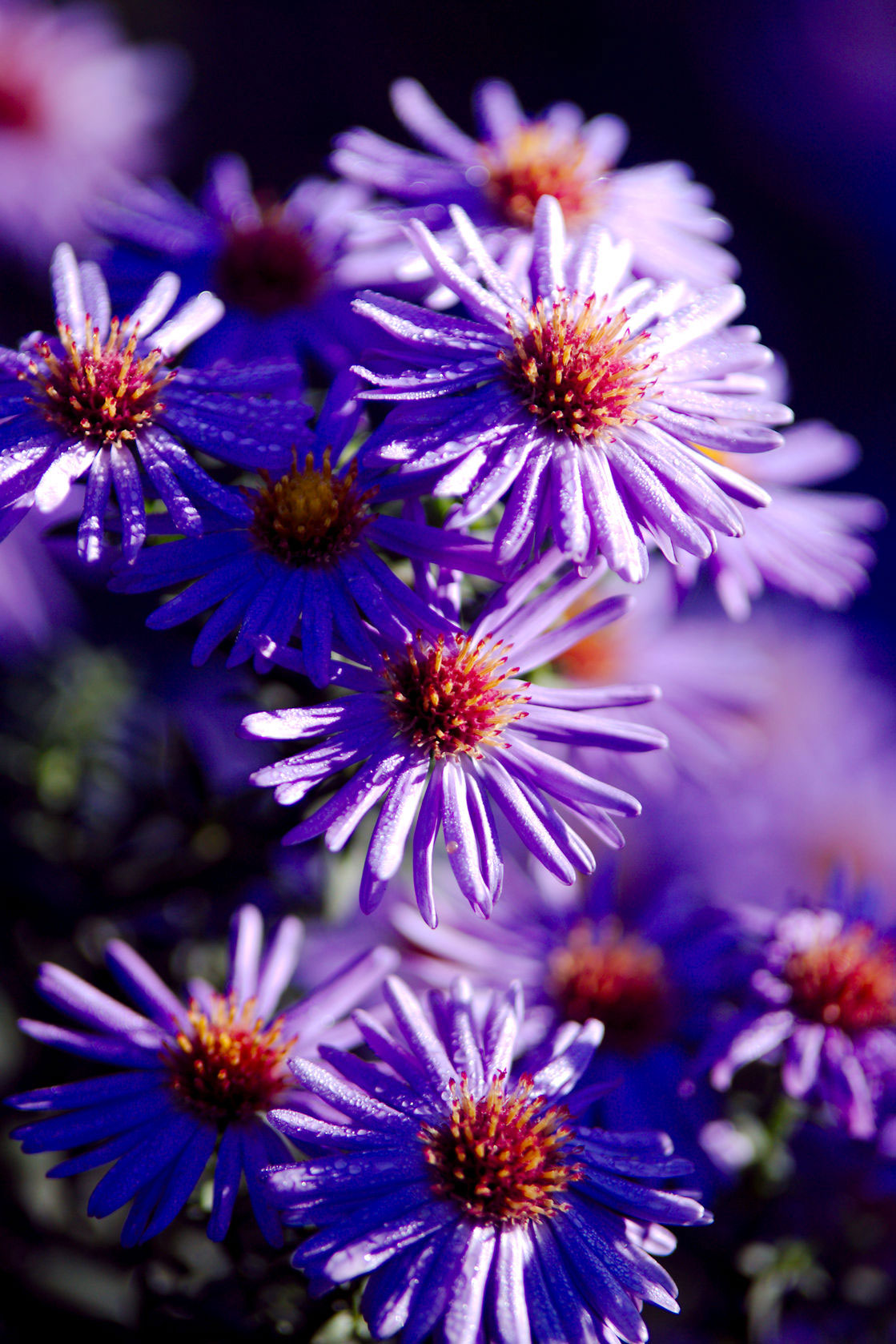 Aster for fall flowers.