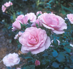 Shrub rose. Low maintenance.