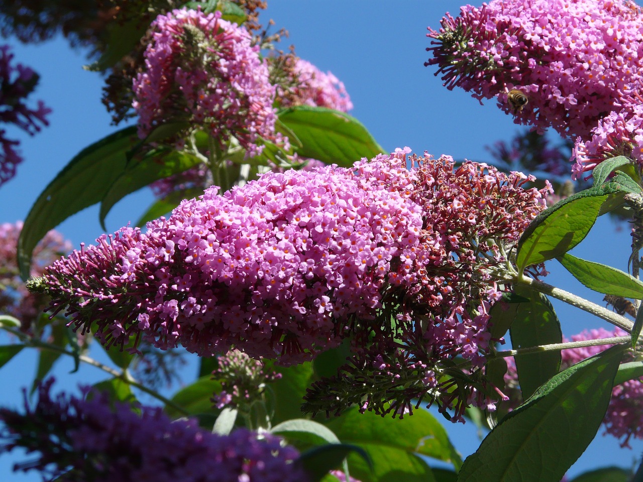 Butterfly Bush in full flower.