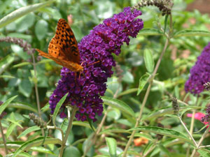 Perennials provide great color.