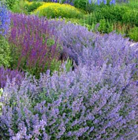 Catmint is long blooming and drought tolerant.