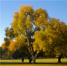 Chines Elm Tree for shade.