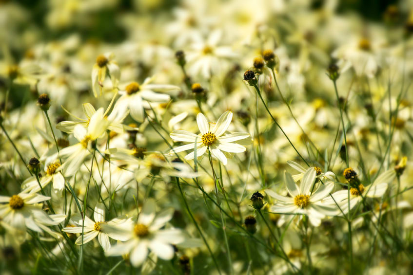 Coreopsis Moonbeam is a nice pale yellow perennial.