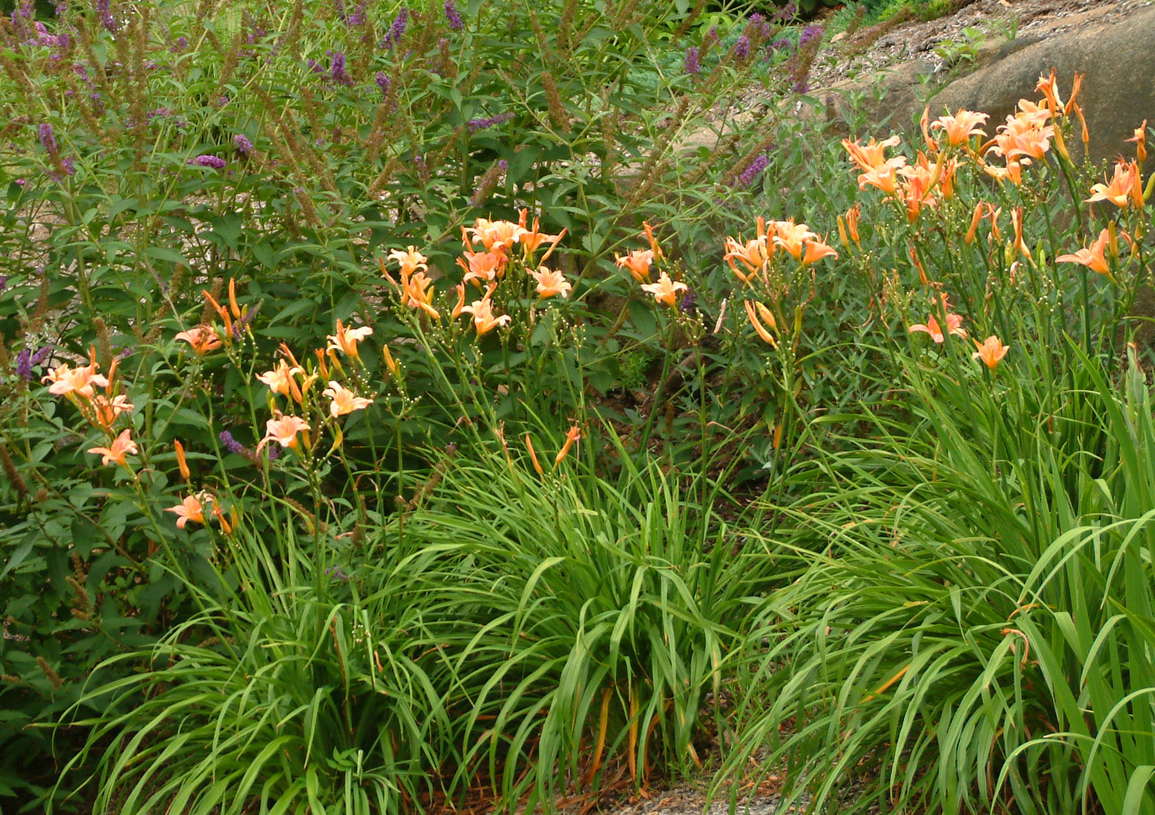 Daylily. Perennial for the sun.