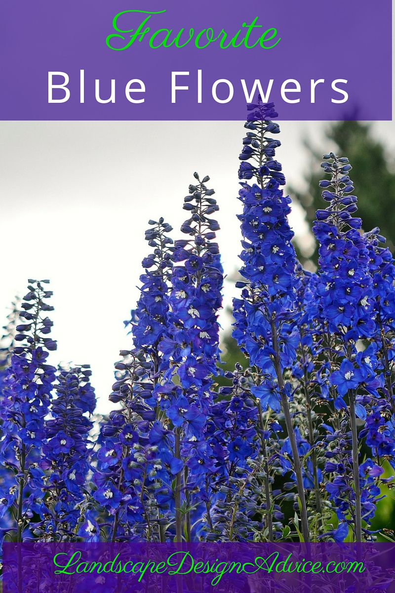 Delphinium is an old fashioned perennial.