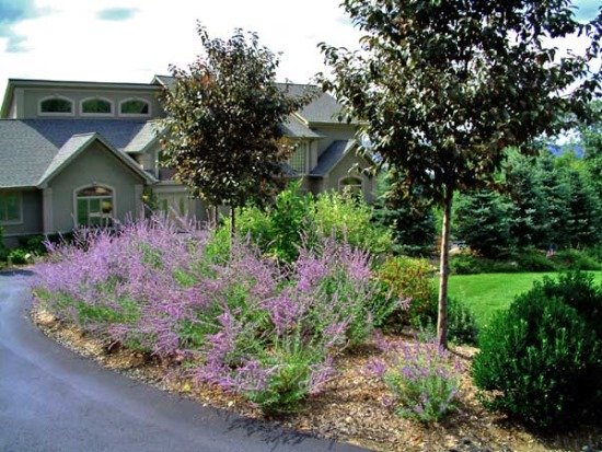 front yard design with perennials.