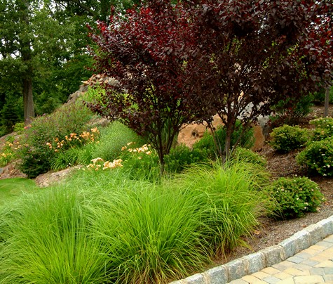 Fountain Grass Hamlen gets to be about 30 inches high.