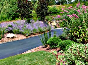 Front yard color with perennials at driveway.