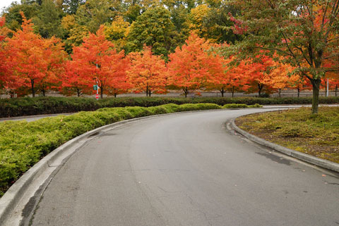 driveway trees in fall color along the approach