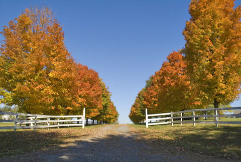 columnar trees along the drive