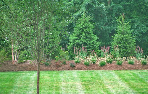 Green Giant Arborvitae As Privacy Plants
