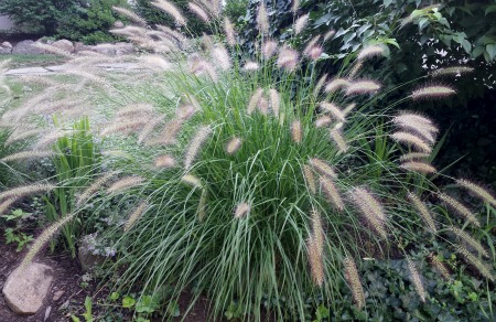 Fountain Grass Perennial