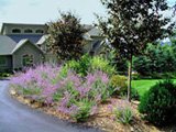 Front yard designs can be colorful.