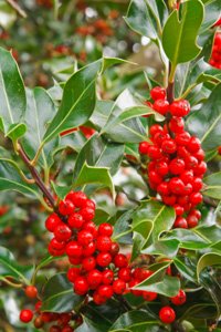 Holly berries appear in the fall.