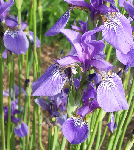 Japanese Iris is beautiful while flowering but afterwards too.