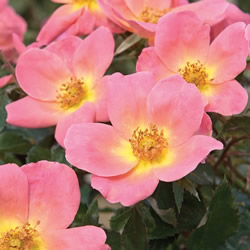 Knockout Roses are low maintenance.