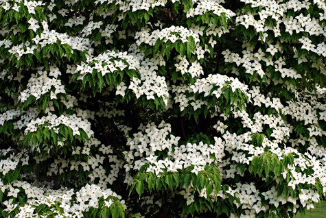 Kousa Dogwood in full bloom.