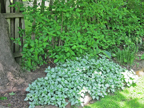 Lamium is a lovley shade perennial.