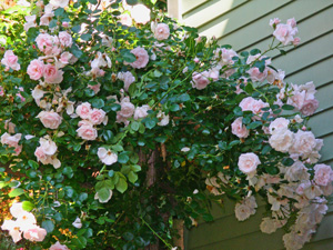 Flowering roses make colorful shrubs.