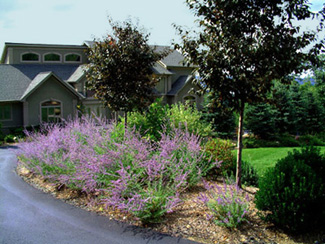 Trees along a driveway.