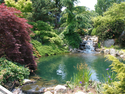 Beautiful landscape trees at a pond.