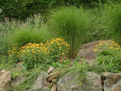 Maiden Grass on top of a wall.