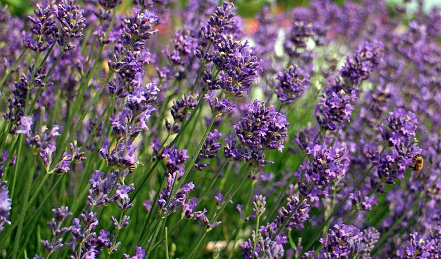 Lavender looks nice alone, but particularly with roses.