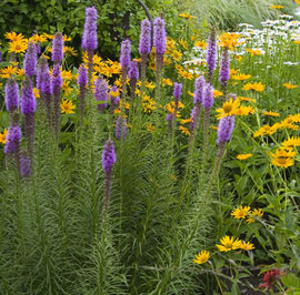 Liatris perennial flowers.