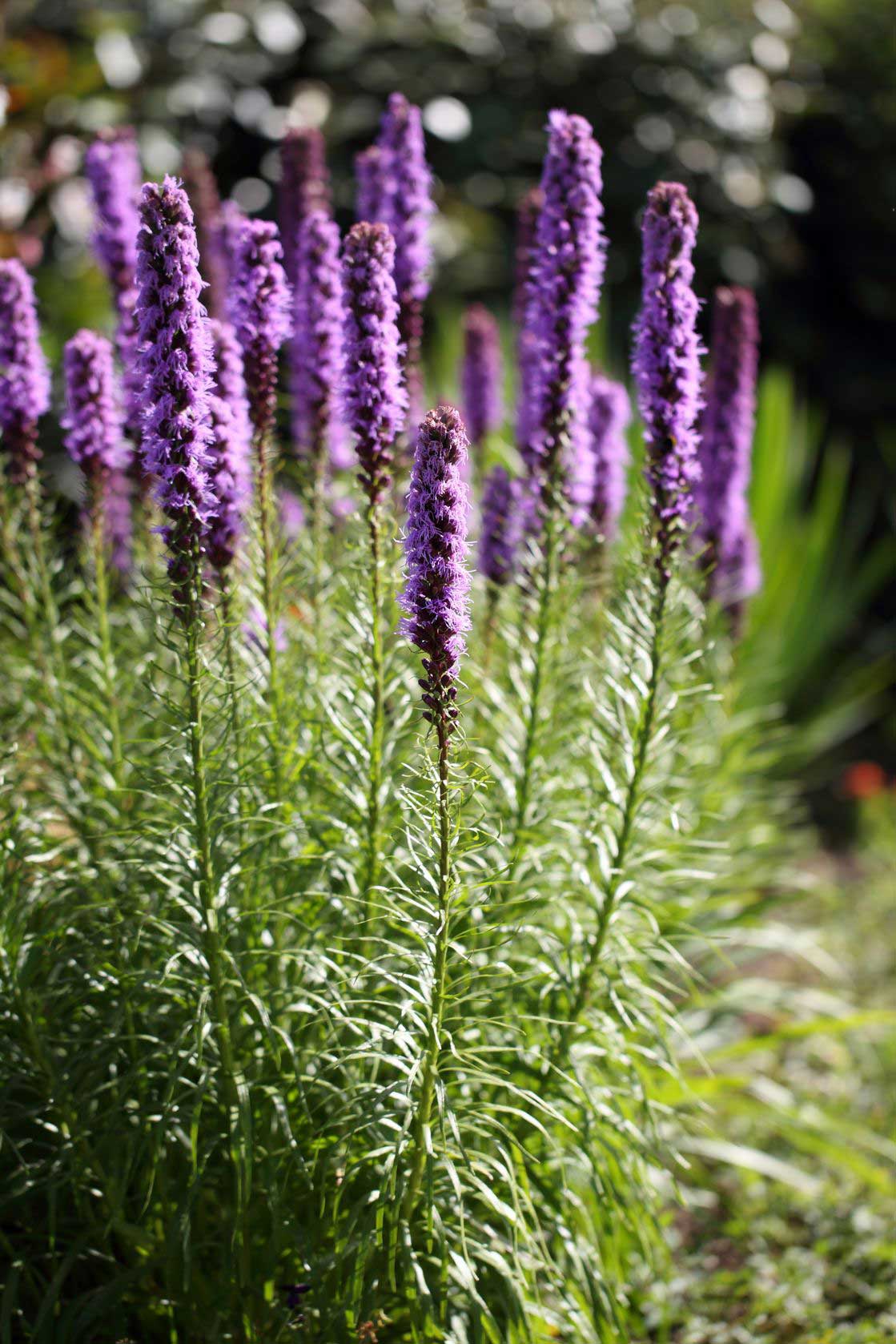 Liatris is a sun loving perennial with nice vertical flowers.