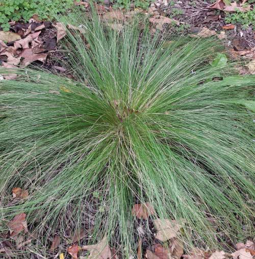 ornamental grass Mexican Feather Grass