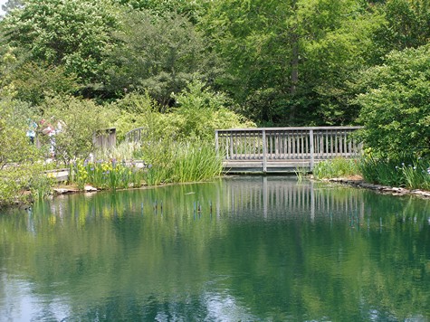 Large natural pond as a beautiful water feature.