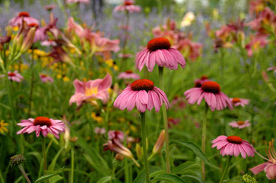 Coneflower takes little care. A very showy perennial for mid to late summer color.